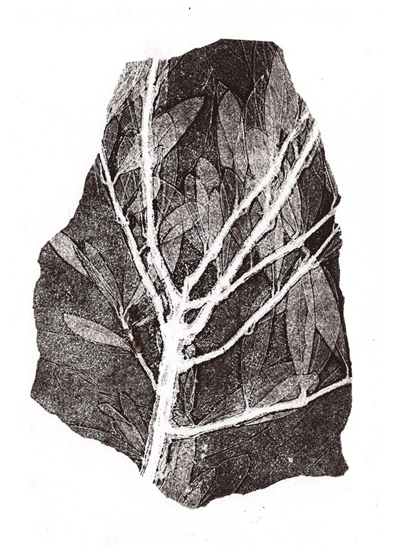 fossiles-en-apesenteur-07