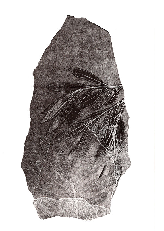 fossiles-en-apesenteur-19