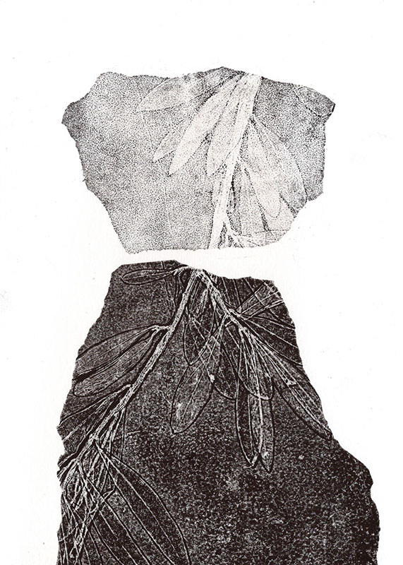 fossiles-en-apesenteur-24