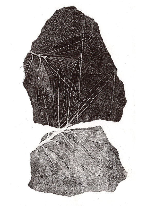 fossiles-en-apesenteur-25