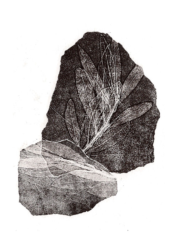 fossiles-en-apesenteur-32