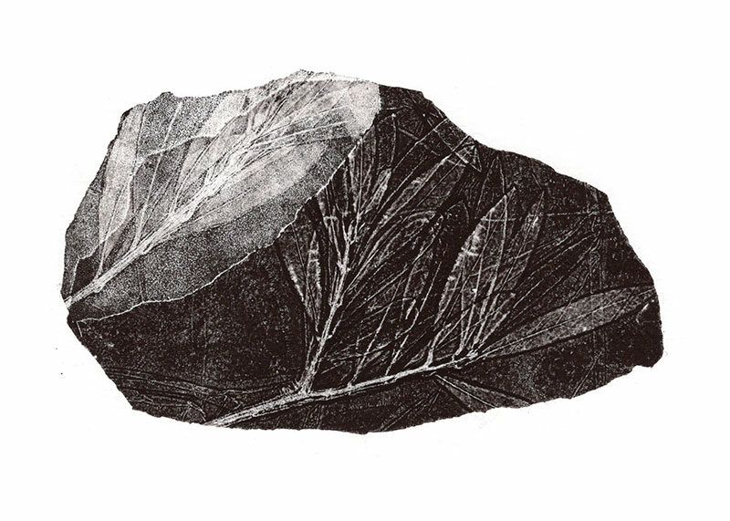 fossiles-en-apesenteur-42