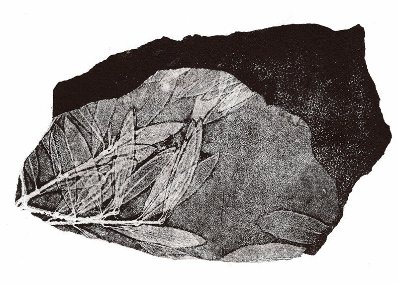 fossiles-en-apesenteur-43